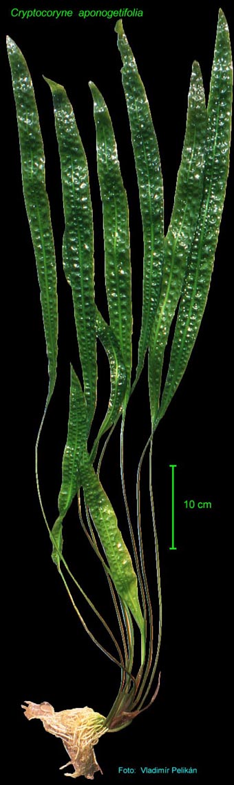 Cryptocoryne aponogetifolia